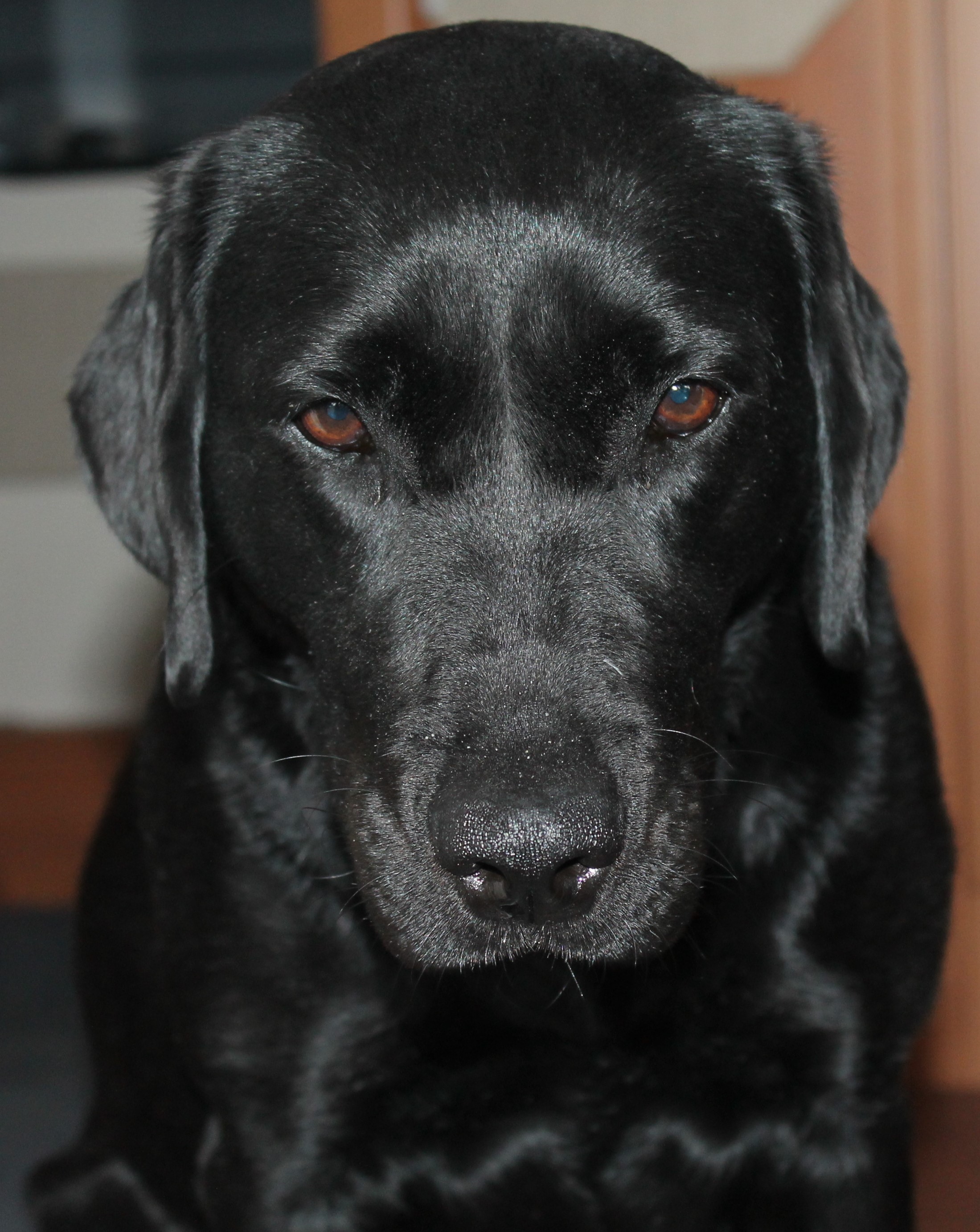 25+ Formel 1 Labrador Sort Gif