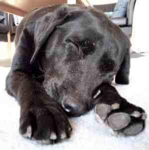 Sort Labrador Retriever Tæve Formel 1 sover