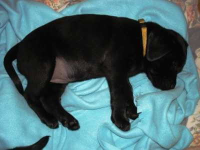 Bianca 2 måneder Sort Labrador Retriever Tæve Formel 1 - 2 måneder