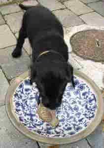 Bianca 4 måneder Sort Labrador Retriever Tæve Formel 1 - 3 måneder