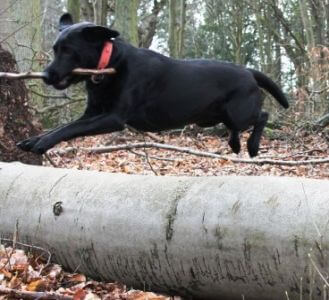 Bianca i skoven Sort Labrador Retriever Tæve Formel 1 i skoven