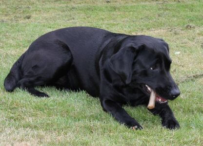 Bianca tygger ben i sommerhus Sort Labrador Retriever Tæve Formel 1