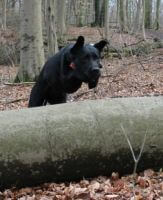 Bianca træner i skoven Vores hunde - Labrador Retriever