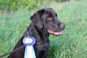Nana på udstilling i Frederikssund Vores hunde - Labrador Retriever