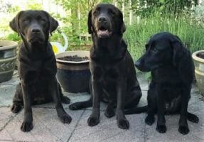 Luna, Nana og Bianca i vores forhave Vores hunde - Labrador Retriever