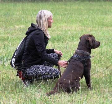 Til 1. hvalpetræf - hvalpene er nu 1 år Brune Labrador Retriever hvalpe på 1 år