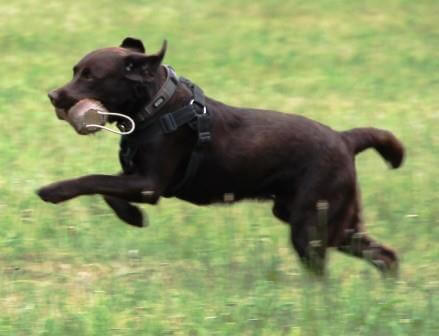 Til 1. hvalpetræf - hvalpene er nu 1 år Brune Labrador Retriever hvalpe på 1 år