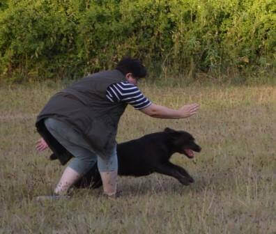 Til 2. hvalpetræf - hvalpene er over 1 år Brune Labrador Retriever hvalpe på 1 år