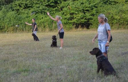 Til 2. hvalpetræf - hvalpene er over 1 år Brune Labrador Retriever hvalpe på 1 år