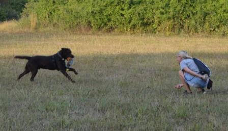 Til 2. hvalpetræf - hvalpene er over 1 år Brune Labrador Retriever hvalpe på 1 år