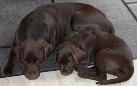Brun Labrador Retriever sover med sin mor - 4 måneder