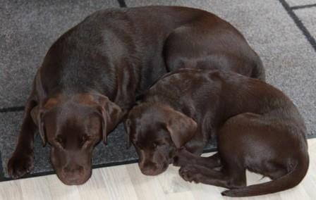 Luan sover med sin mor - 4 måneder Brun Labrador Retriever sover med sin mor - 4 måneder