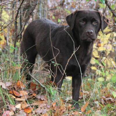Luna i efterårets farver i sommerhuset - 2 år Brun Labrador Retriever i sommerhus - 2 år