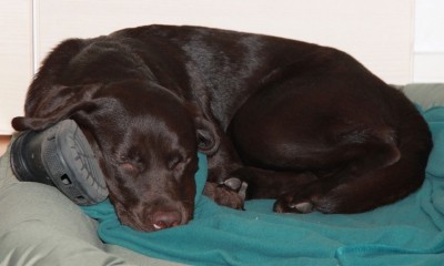 Luna sover med sutsko - 9 måneder Brun Labrador Retriever sover - 9 måneder
