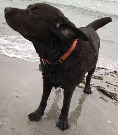 Luna på stranden i Vig - 2 år Brun Labrador Retriever på stranden - 2 år