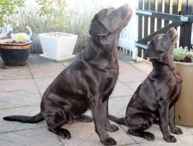 Nana og Luna venter på en godbid Brun Labrador Tæve Retriever