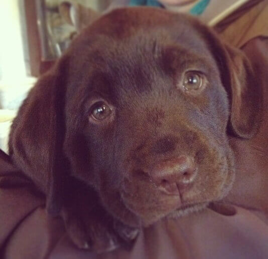 Nana 2 måneder Brun Labrador Retriever Tæve på 2 måneder