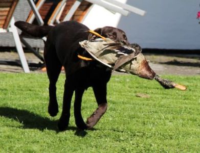 Nana henter vildt i haven 2 år Brun Labrador Retriever Tæve i haven