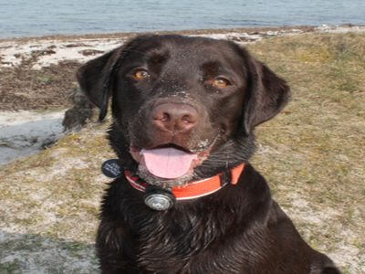 Brun Labrador Retriever Tæve på stranden