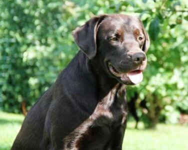 Nana i haven 4 år Brun Labrador Retriever Tæve i haven