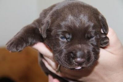 Hvalpene er 2 uger gamle Brune Labrador Retriever hvalpe som er 2 uger gamle