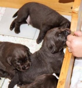 Hvalpene er 3 uger gamle Brune Labrador Retriever hvalpe som er 3 uger gamle