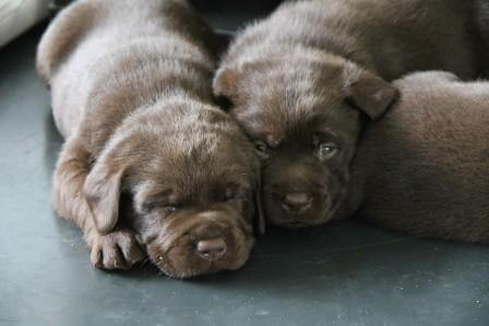 Hvalpene er 4 uger gamle Brune Labrador Retriever hvalpe som er 4 uger gamle