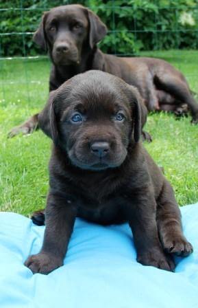Hvalpene er 5 uger gamle Brune Labrador Retriever hvalpe som er 5 uger gamle
