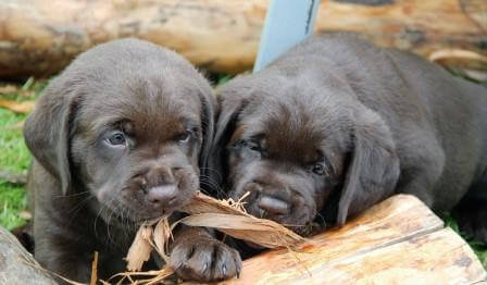 Hvalpene er 6 uger gamle Brune Labrador Retriever hvalpe som er 6 uger gamle