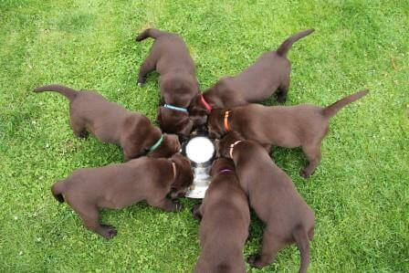 Hvalpene er 7 uger gamle Brune Labrador Retriever hvalpe som er 7 uger gamle