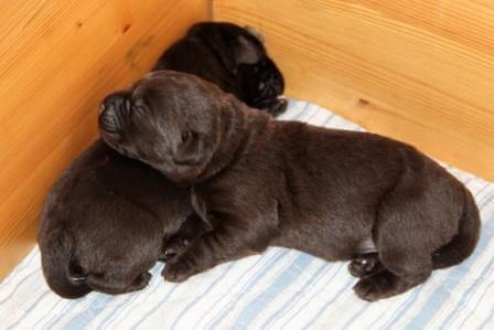 Hvalpene er 1 uge gamle Brune Labrador Retriever hvalpe som er 1 uge gamle