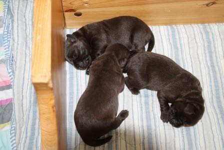 Hvalpene er 1 uge gamle Brune Labrador Retriever hvalpe som er 1 uge gamle