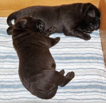 Hvalpene er 1 uge gamle Brune Labrador Retriever hvalpe som er 1 uge gamle