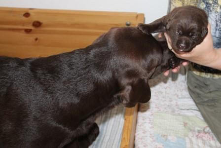 Hvalpene er 2 uger gamle Brune Labrador Retriever hvalpe som er 2 uger gamle