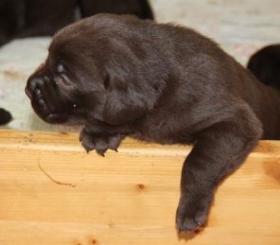 Hvalpene er 3 uger gamle Brune Labrador Retriever hvalpe som er 3 uger gamle