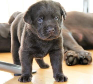 Hvalpene er 4 uger gamle Brune Labrador Retriever hvalpe som er 4 uger gamle