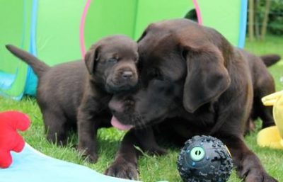 Hvalpene er 5 uger gamle Brune Labrador Retriever hvalpe som er 5 uger gamle