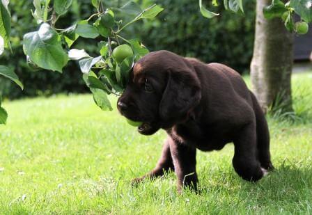Hvalpene er 7 uger gamle Brune Labrador Retriever hvalpe som er 7 uger gamle