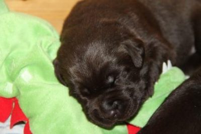 Hvalpene er 2 uger gamle Brune Labrador Retriever hvalpe som er 2 uger gamle
