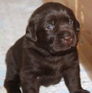 Hvalpene er 3 uger gamle Brune Labrador Retriever hvalpe som er 3 uger gamle