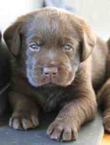 Hvalpene er 4 uger gamle Brune Labrador Retriever hvalpe som er 4 uger gamle