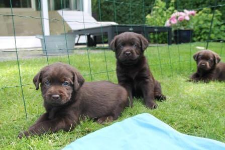 Hvalpene er 5 uger gamle Brune Labrador Retriever hvalpe som er 5 uger gamle