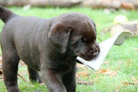 Hvalpene er 6 uger gamle Brune Labrador Retriever hvalpe som er 6 uger gamle