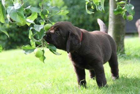 Hvalpene er 7 uger gamle Brune Labrador Retriever hvalpe som er 7 uger gamle