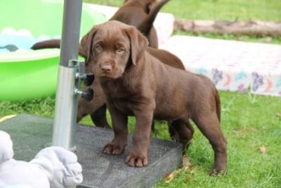 Hvalpene er 8 uger gamle Brune Labrador Retriever hvalpe som er 8 uger gamle
