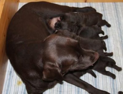 Hvalpene er 2 uger gamle Brune Labrador Retriever hvalpe som er 2 uger gamle