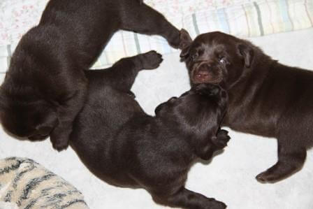 Hvalpene er 3 uger gamle Brune Labrador Retriever hvalpe som er 3 uger gamle