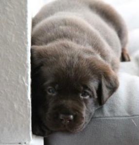 Hvalpene er 4 uger gamle Brune Labrador Retriever hvalpe som er 4 uger gamle