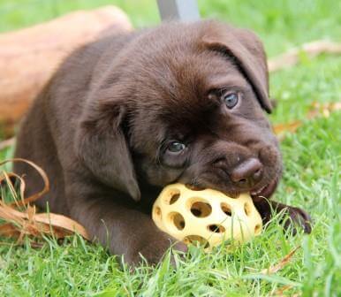 Hvalpene er 6 uger gamle Brune Labrador Retriever hvalpe som er 6 uger gamle