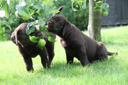 Hvalpene er 7 uger gamle Brune Labrador Retriever hvalpe som er 7 uger gamle